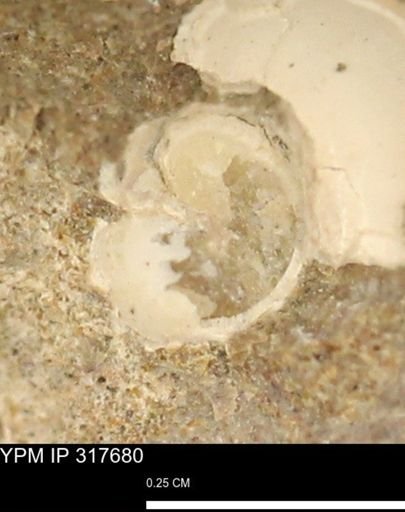 undet. Gastropoda