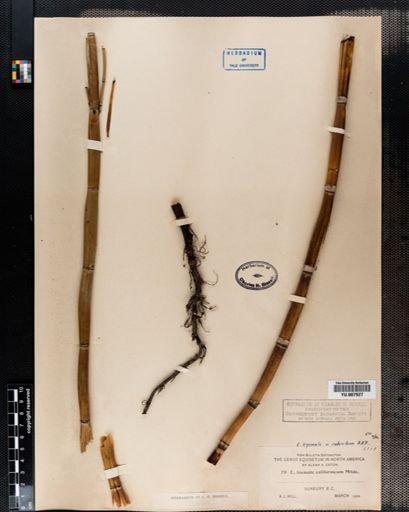 Equisetum hyemale