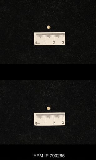 Hustedia huecoensis