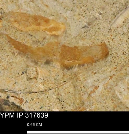 undet. Mollusca