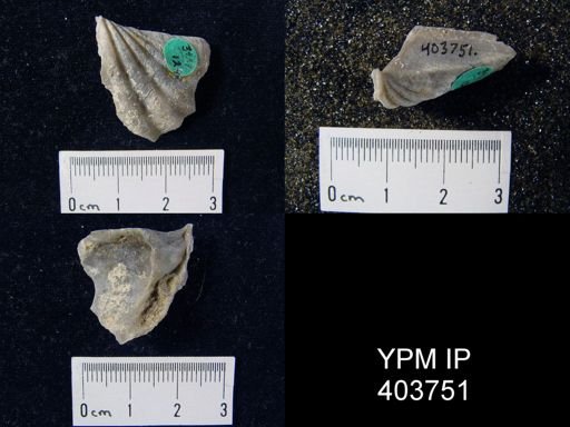 Macropleura macropleura
