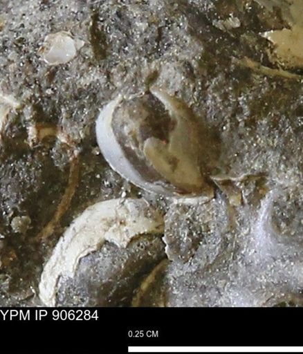 Corbulamella?