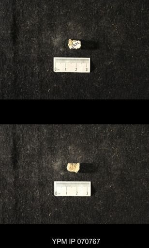 Favosites sp.