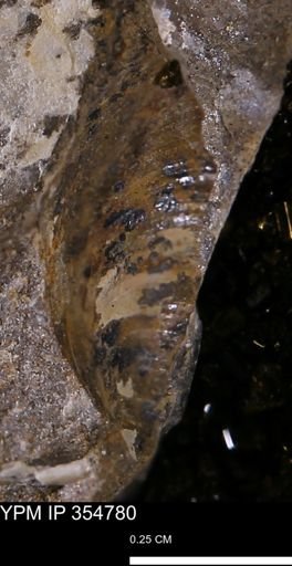 Pseudoptera subtortuosa