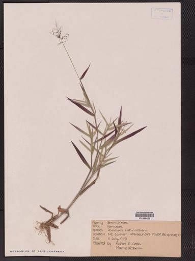 Panicum sphaerocarpon