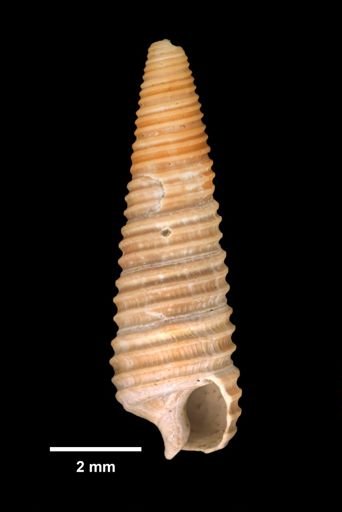 Seila adamsi