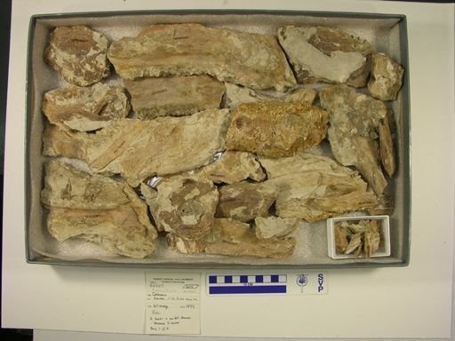 Xiphactinus audax