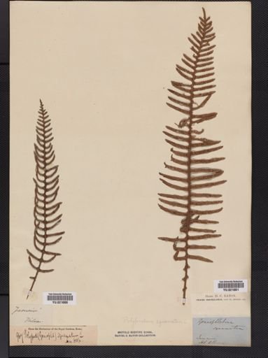 Polypodium
