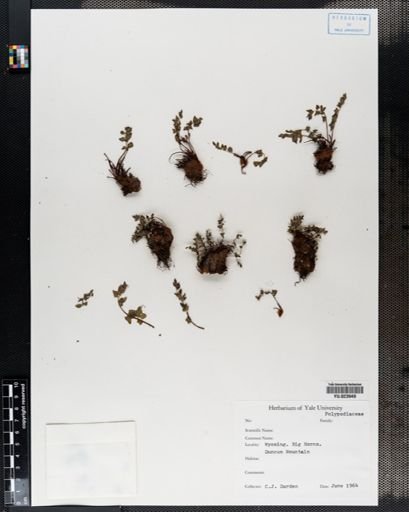 Plantae