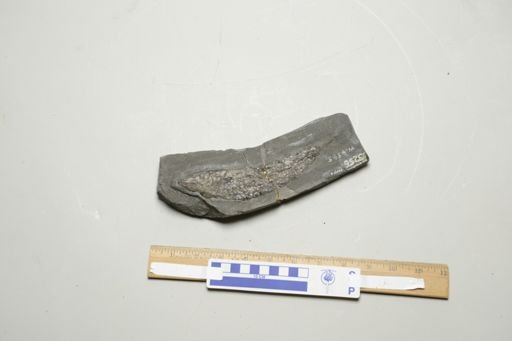 Pholidophorus bechei