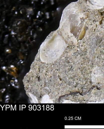 undet. Bivalvia