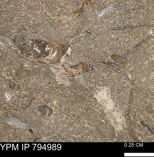 undet. Mollusca