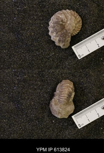 Neogastroplites sp.
