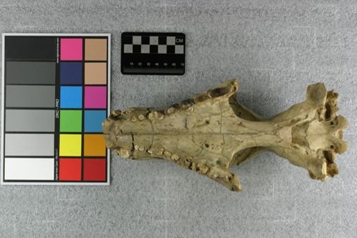 Neohyaenodon horridus