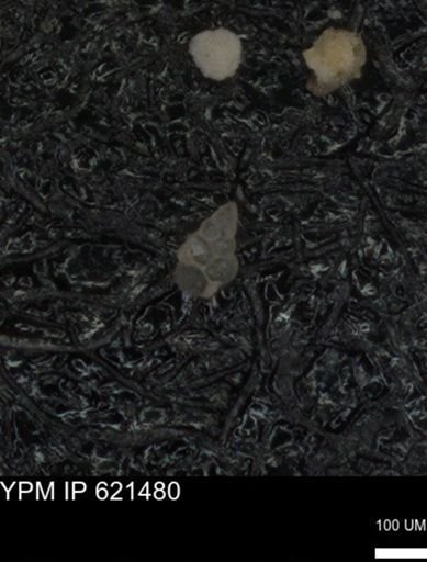 undet. Heterohelicidae