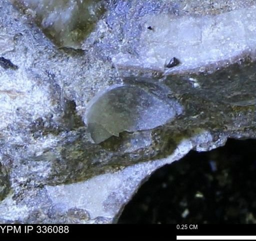 Protocardia subquadrata