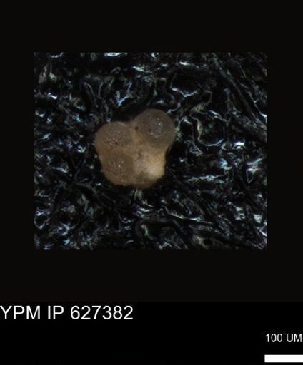 undet. Foraminiferida
