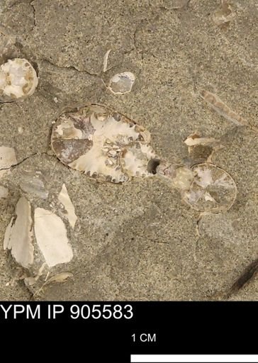 Scaphites sp.
