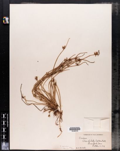 Scirpus debilis