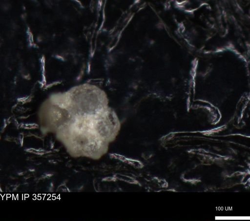 undet. Foraminiferida