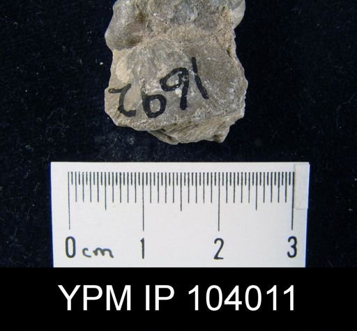 Dalmanella meeki