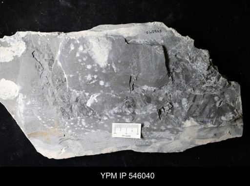 undet. Eurypterida