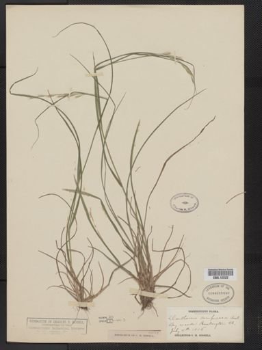 Danthonia compressa