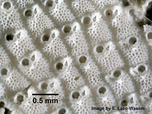 Schizoporella unicornis