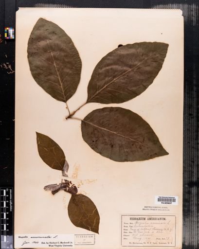 Magnolia acuminata