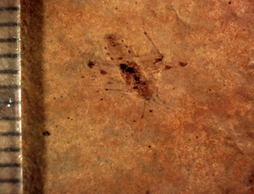 undet. Hemiptera