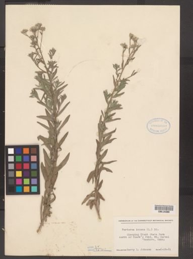 Berteroa incana