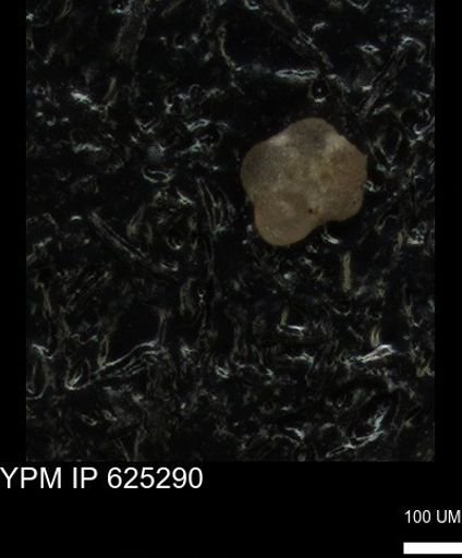 undet. Foraminiferida
