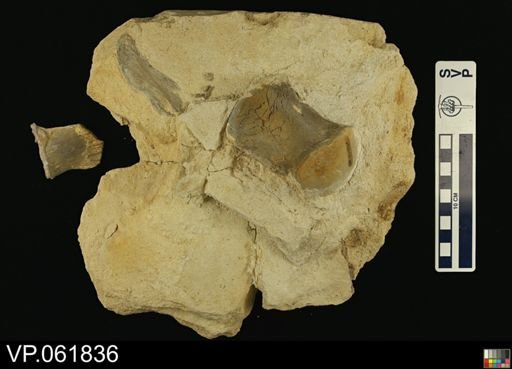 undet. Mosasauridae