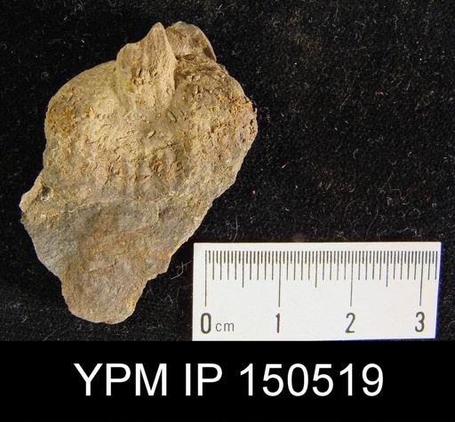 Orthorhynchula sp.