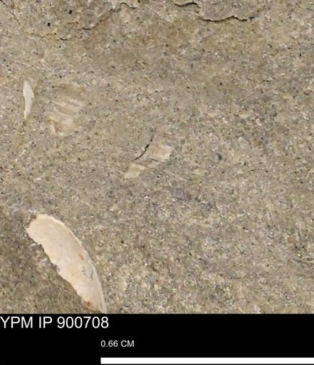undet. Mollusca