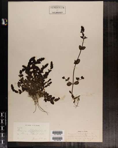 Plantae