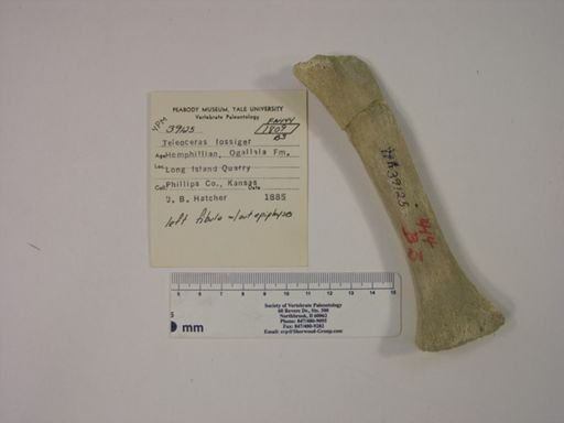 Teleoceras fossiger