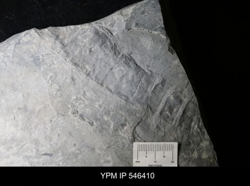 Hughmilleria sp.