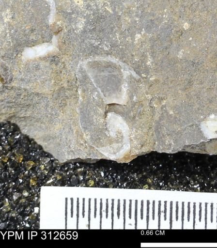undet. Bivalvia