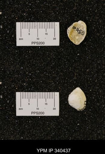 Corbicula subelliptica