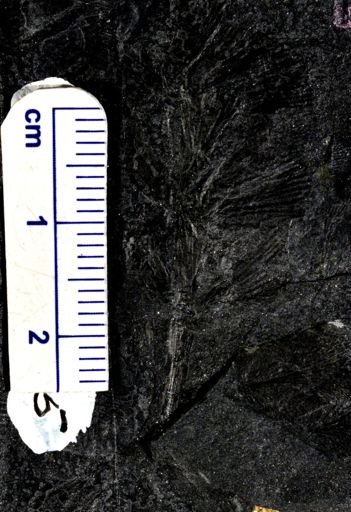 Sphenophyllum sp.