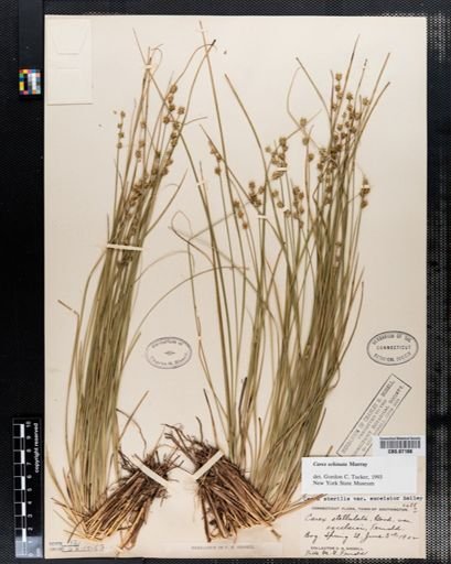 Carex echinata