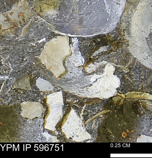 undet. Bivalvia