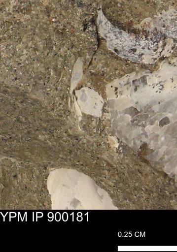 undet. Mollusca