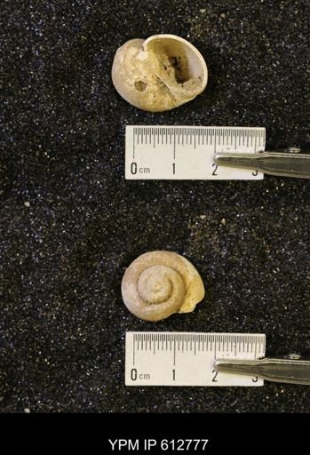 Vanikoropsis sp.
