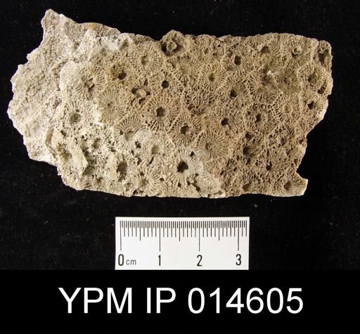 Cyathophyllum sp.