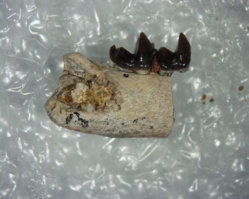 Bessoecetor sp.