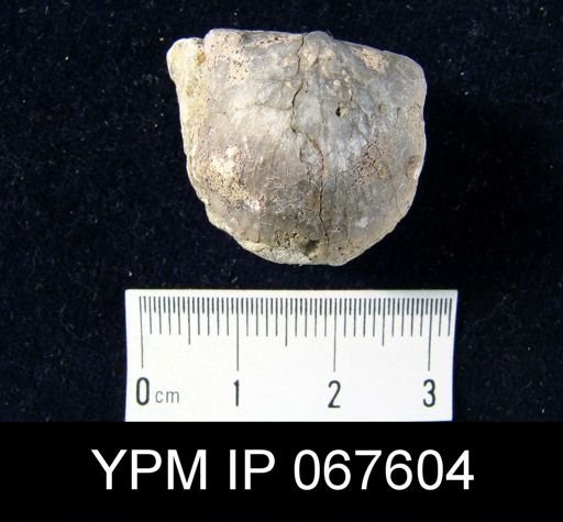 Stropheodonta equistriata