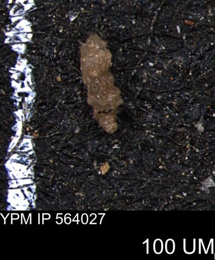 Verneuilinoides hectori