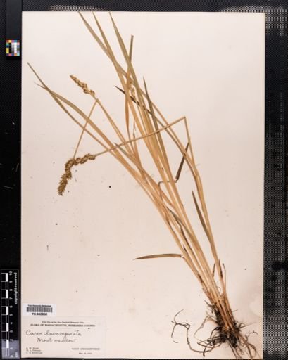 Carex stipata